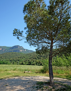 Sant Aniol de Finestres